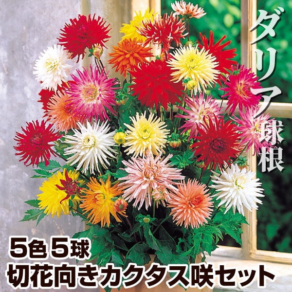 春植え球根 ダリア 切花向きカクタス咲ダリアセット 5色5球