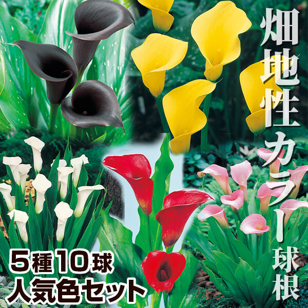 春植え球根 カラー 畑地性カラー人気色セット 5種10球(各2球)