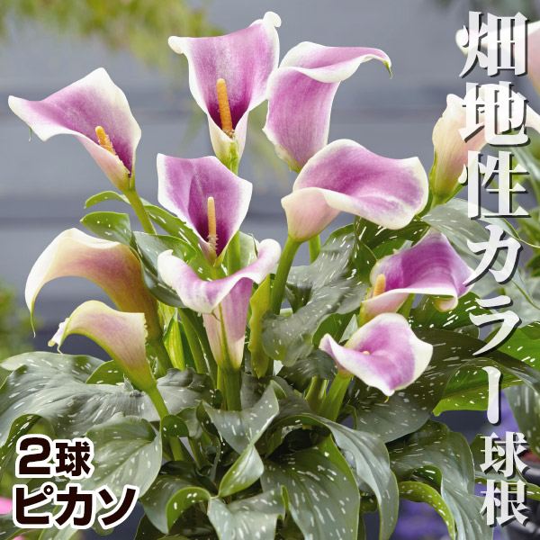 春植え球根 畑地性カラー ピカソ 2球