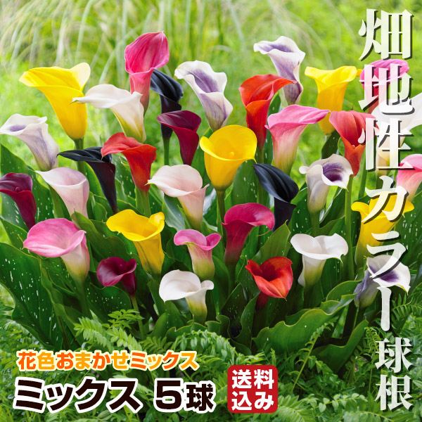 春植え球根 畑地性カラー ミックス  (無選別) 送料込み