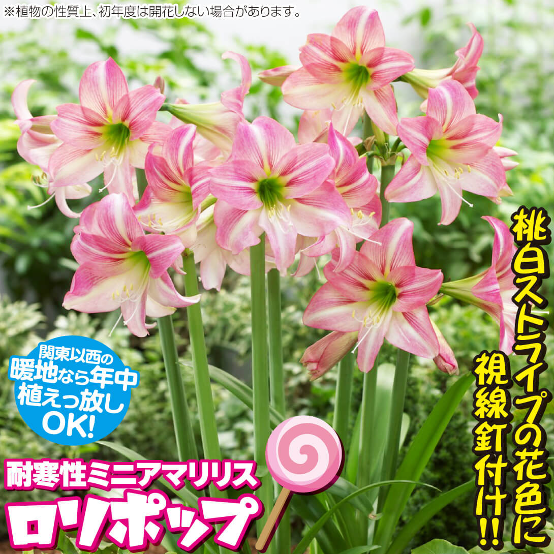 アマリリス ロリポップ
