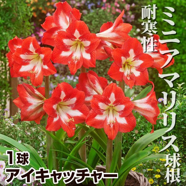 春植え球根 耐寒性ミニアマリリス アイキャッチャー 1球