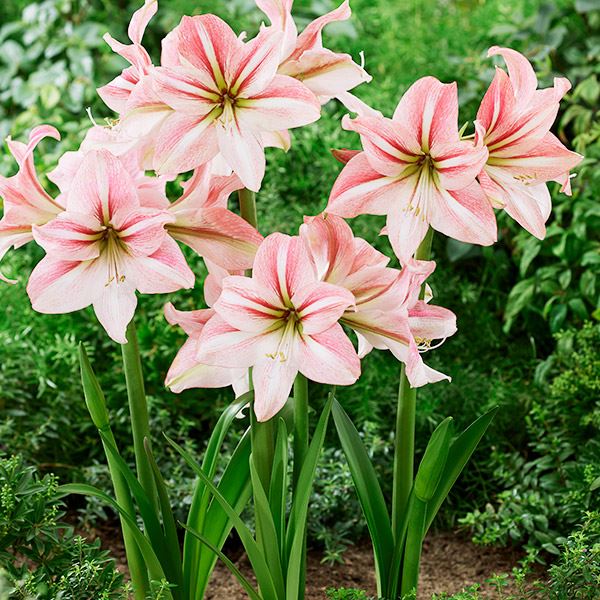 春植え球根 アマリリス リバーダンス 1球