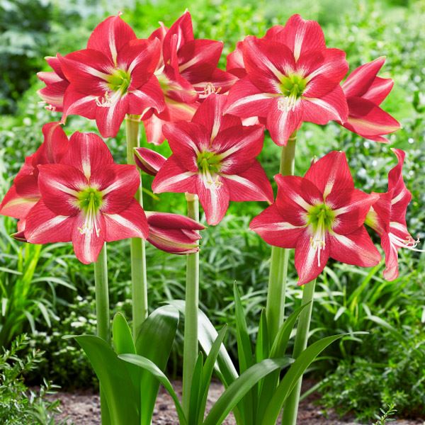 春植え球根 アマリリス ストライプドビューティ 1球
