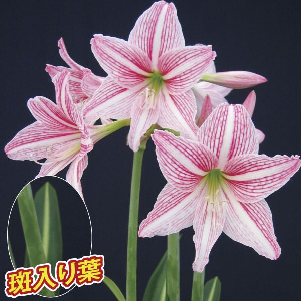 春植え球根 アマリリス レティキュラータム (黄筋アマリリス)