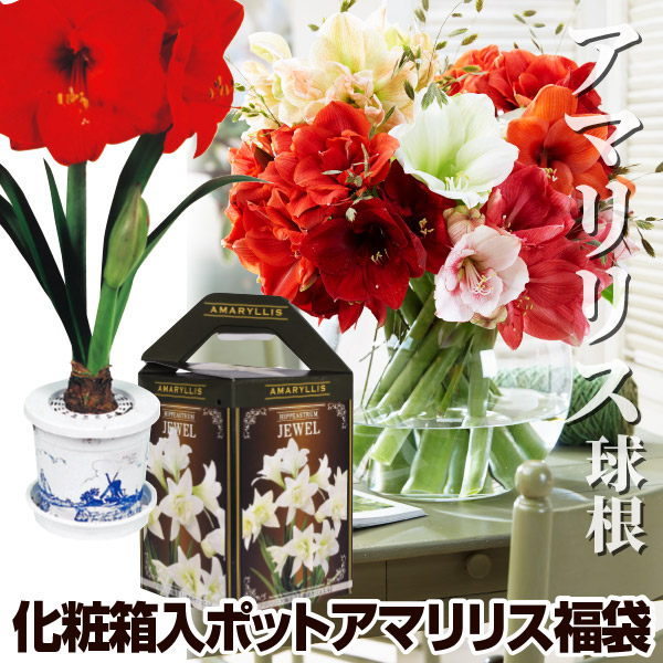 化粧箱入ポットアマリリス福袋 (品種見計らい・名称付) 送料無料