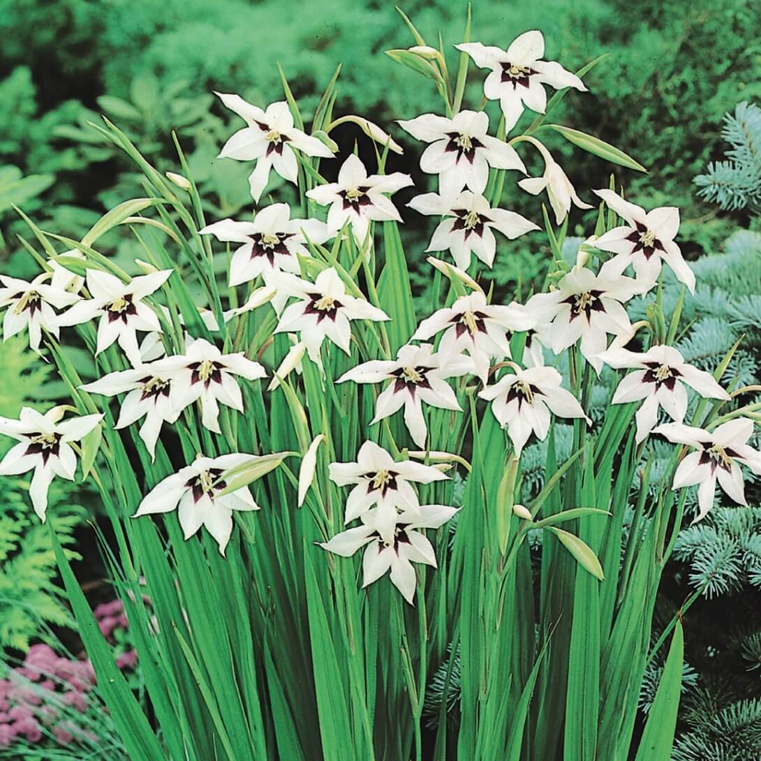 春植え球根 アシダンセラ ムリエレー