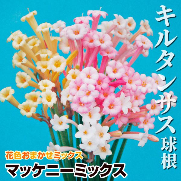春植え球根 キルタンサス マッケニーミックス(無選別)