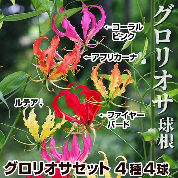 春植え球根 グロリオサセット 4種4球 (各1球)