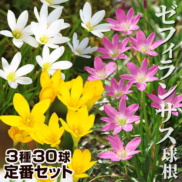 春植え球根 ゼフィランサス 定番セット 3種30球 (各10球)