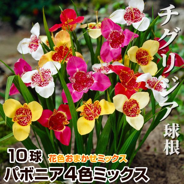 春植え球根 チグリジア パボニア4色ミックス 10球