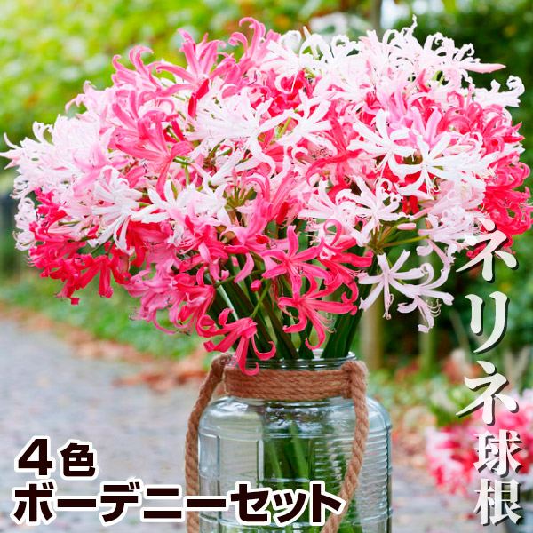 春植え球根 ネリネ ボーデニーセット 4色4球 (各1球)