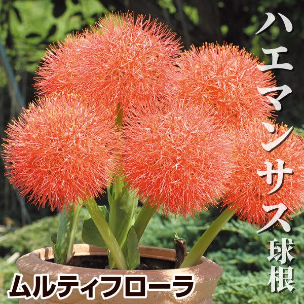 春植え球根 ハエマンサス (スカドクサス) ムルティフローラ