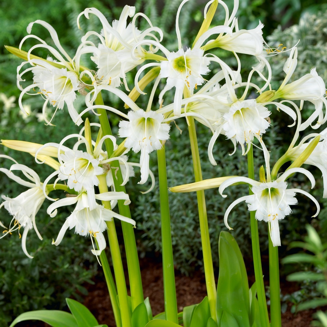 春植え球根 ヒメノカリス (イスメネ) フェスタリス　3球
