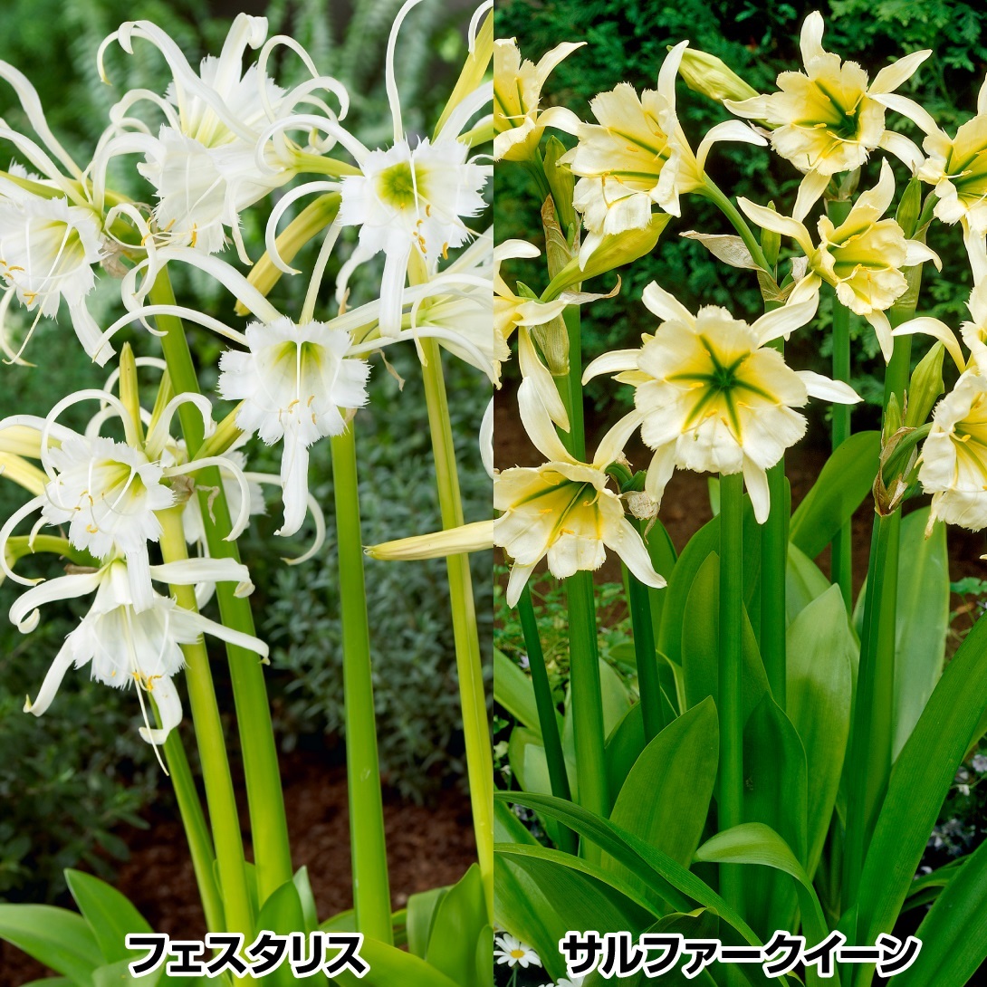 春植え球根 ヒメノカリス (イスメネ) ヒメノカリスセット 2種6球 (各3球)
