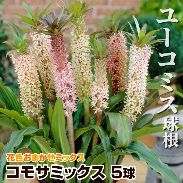 春植え球根 ユーコミス コモサミックス (無選別) 5球