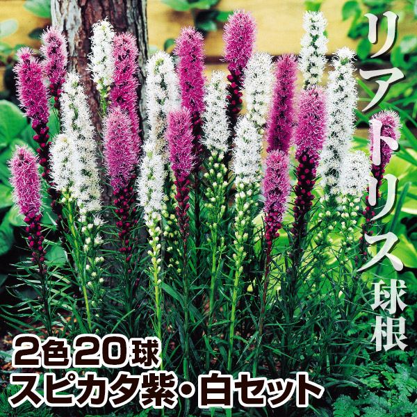 春植え球根 リアトリス 球根 スピカタ紫・白セット 2色40球 (各20球)