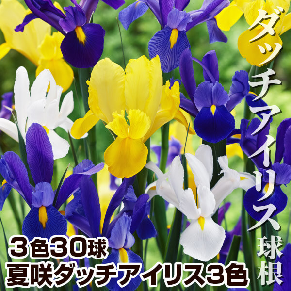 春植え球根 夏咲ダッチアイリス3色セット