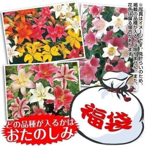球根 8月咲ユリ福袋