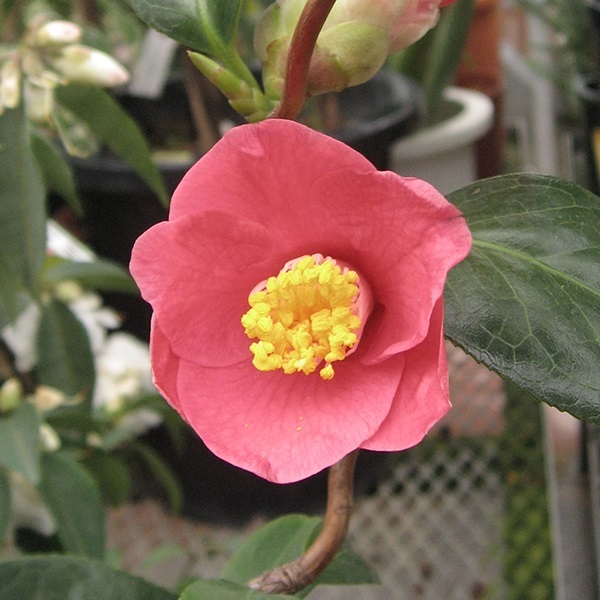 花木 ツバキ 珍しい椿 三河雲竜 1株