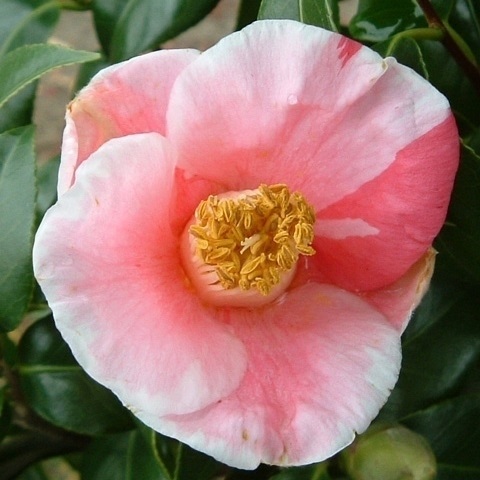 花木 ツバキ 茶花系一重 秋の山 1株