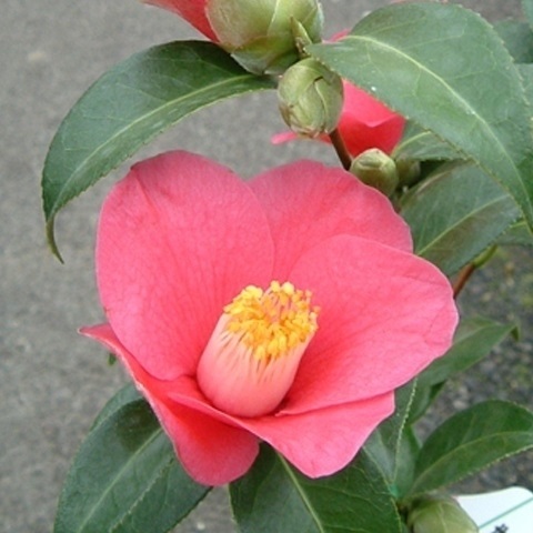 花木 ツバキ 茶花系一重 出雲大社ヤブ椿 1株