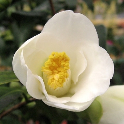 花木 ツバキ 茶花系一重 一休 1株