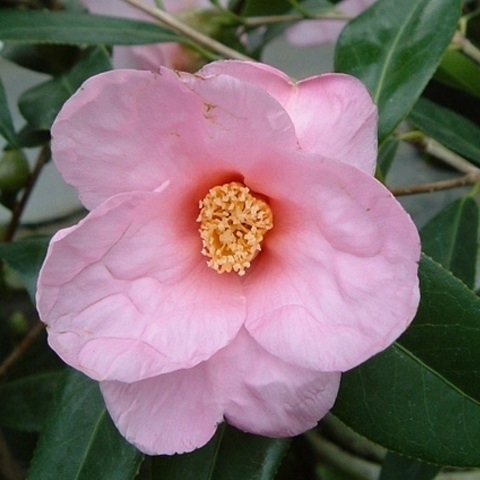 花木 ツバキ 茶花系一重 太郎冠者 1株