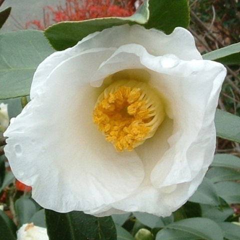 花木 ツバキ 茶花系一重 初嵐 1株