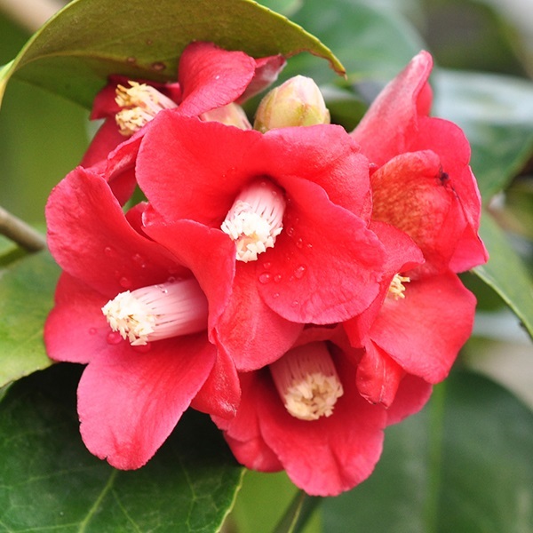 花木 ツバキ 茶花系一重 天倫寺月光 1株