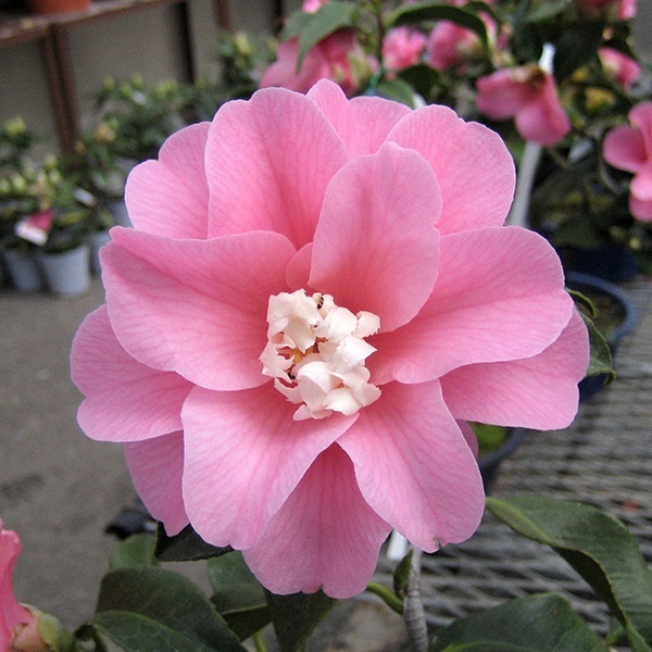 花木 ツバキ 銘花 菱唐糸 1株