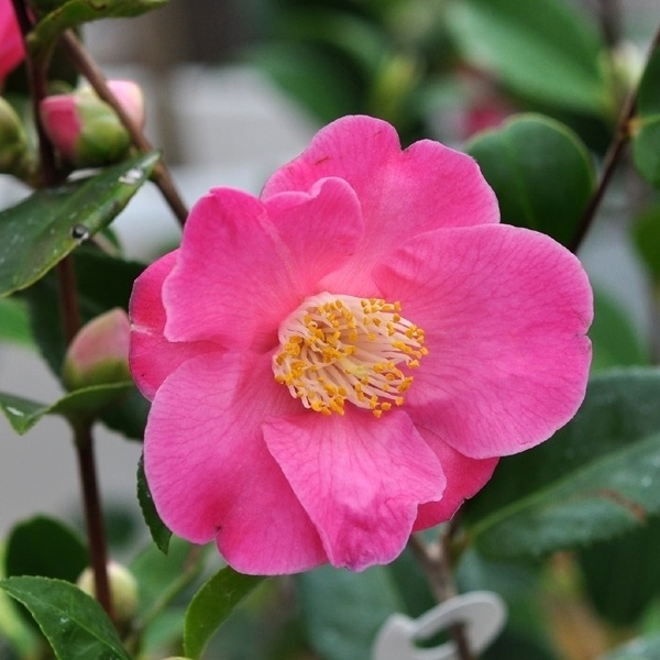 花木 ツバキ 香り椿 古都の香 1株