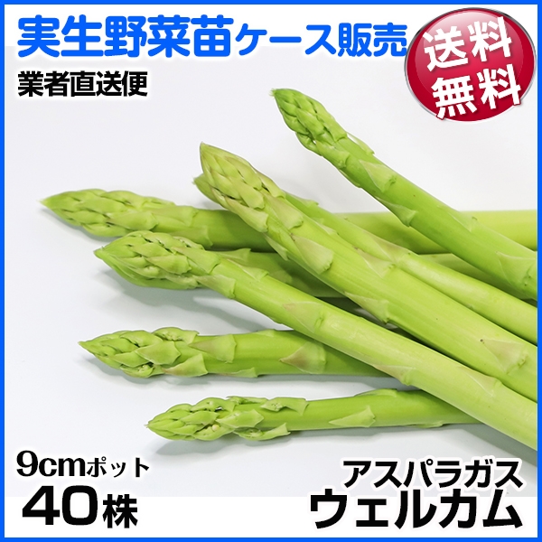 野菜苗ケース販売 アスパラガス ウエルカム 周年発送 1ケース(40株入) 送料無料 /業者直送便