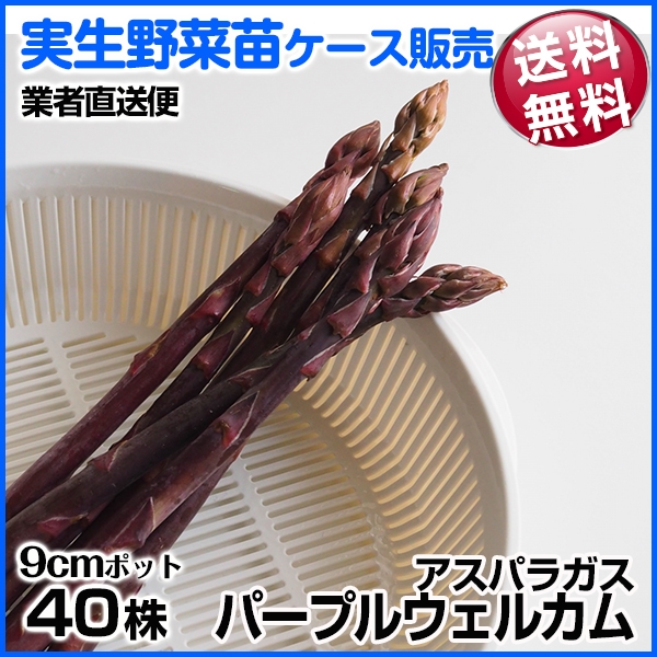 野菜苗ケース販売 アスパラガス パープルウエルカム 周年発送 1ケース(40株入) 送料無料 /業者直送便