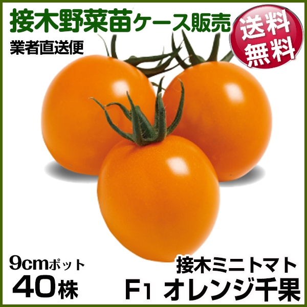 野菜苗ケース販売 トマト 接木F1オレンジ千果 4月発送 1ケース(40株) 送料無料 /業者直送便