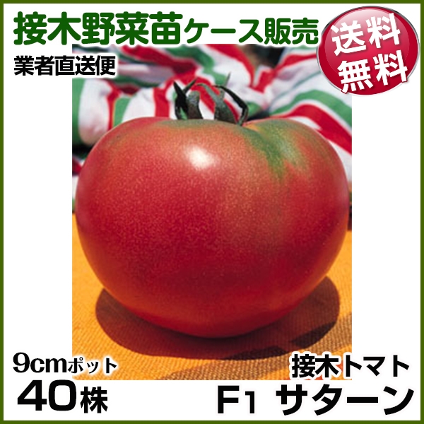 野菜苗ケース販売 トマト 接木F1サターン 4月発送 1ケース(40株入) 送料無料 /業者直送便