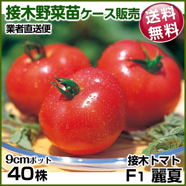 野菜苗ケース販売 トマト 接木F1麗夏 4月発送 1ケース(40株入) 送料無料 /業者直送便