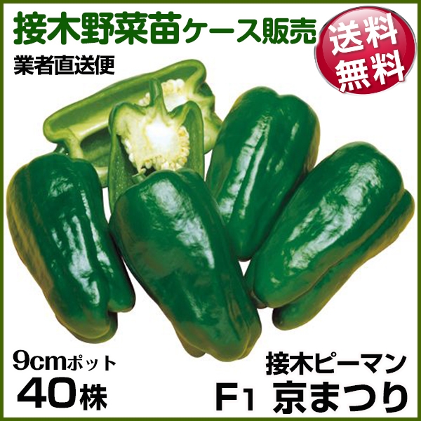 野菜苗ケース販売 ピーマン 接木F1京まつり 4月発送 1ケース(40株入) 送料無料 /業者直送便