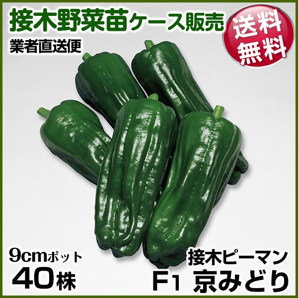 野菜苗ケース販売 ピーマン 接木F1京みどり 4月発送 1ケース(40株入) 送料無料 /業者直送便