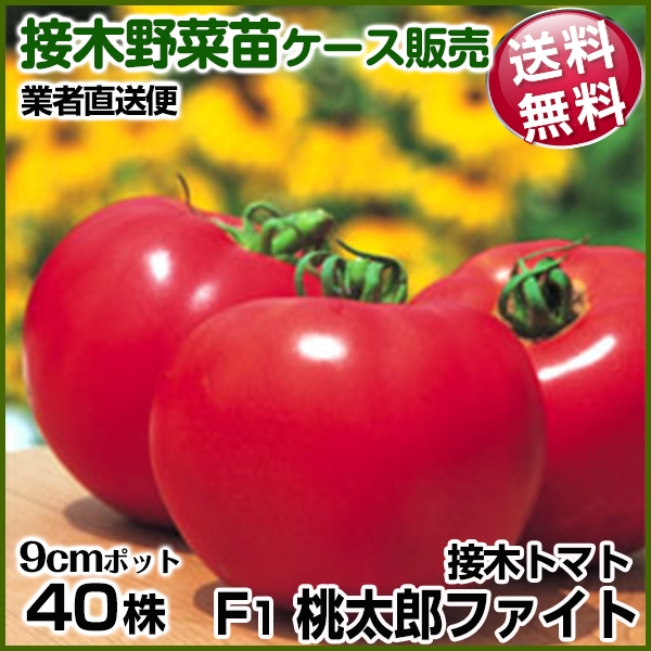 野菜苗ケース販売 トマト 接木F1桃太郎ファイト  1ケース(40株入) 送料無料 /業者直送便