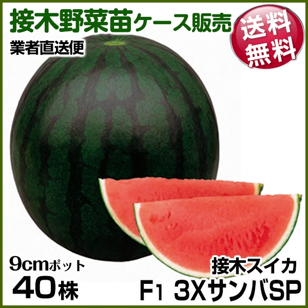 野菜苗ケース販売 スイカ 接木F1３ＸサンバＳＰ  1ケース(40株入) 送料無料 /業者直送便