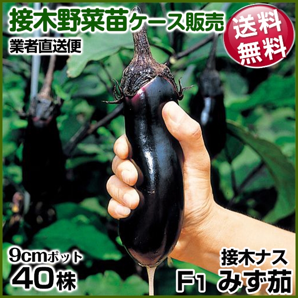 野菜苗ケース販売 ナス 接木F1みず茄  1ケース(40株) 送料無料 /業者直送便