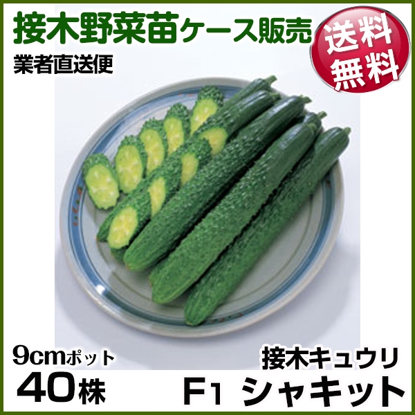 野菜苗ケース販売 キュウリ 接木F1シャキット 5月発送 1ケース(40株) 送料無料 /業者直送便