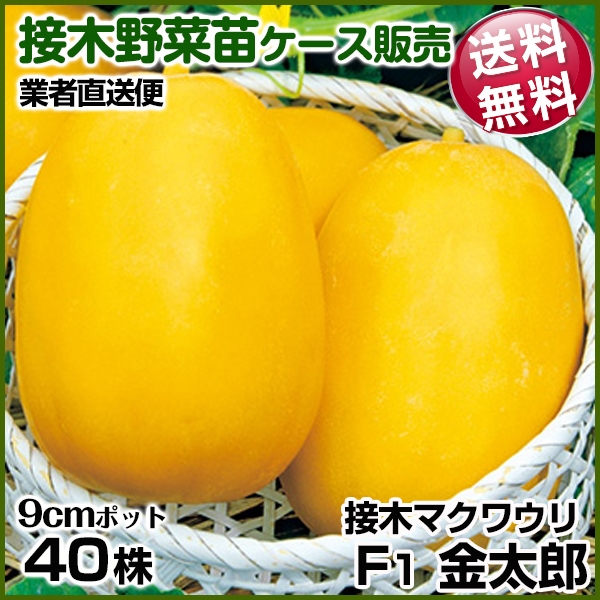 野菜苗ケース販売 マクワウリ 接木F1金太郎  1ケース(40株) 送料無料 /業者直送便