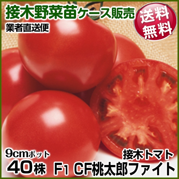 野菜苗ケース販売 トマト 接木F1CF桃太郎ファイト  1ケース(40株入) 送料無料 /業者直送便