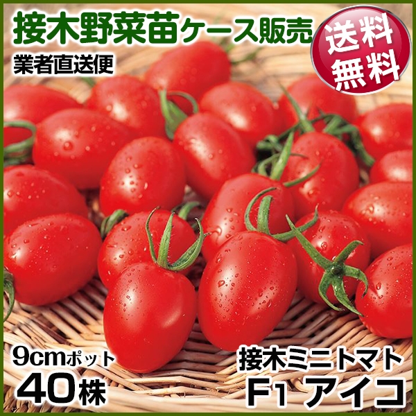 野菜苗ケース販売 トマト 接木F1アイコ  1ケース(40株入) 送料無料 /業者直送便
