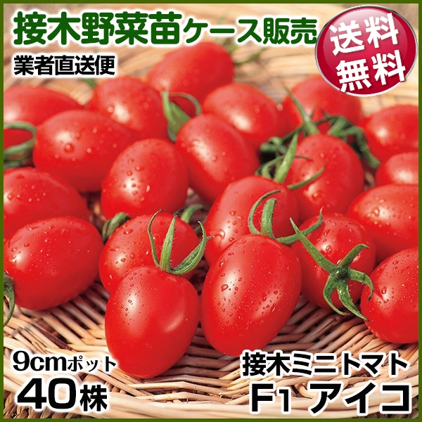 野菜苗ケース販売 トマト 接木F1アイコ 6月発送 1ケース(40株) 送料無料 /業者直送便