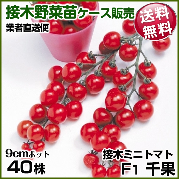 野菜苗ケース販売 トマト 接木F1千果  1ケース(40株入) 送料無料 /業者直送便