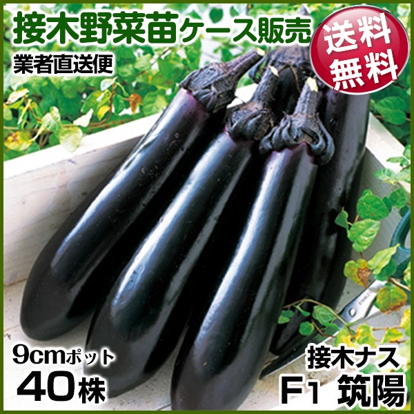 野菜苗ケース販売 ナス 接木F1筑陽  1ケース(40株入) 送料無料 /業者直送便
