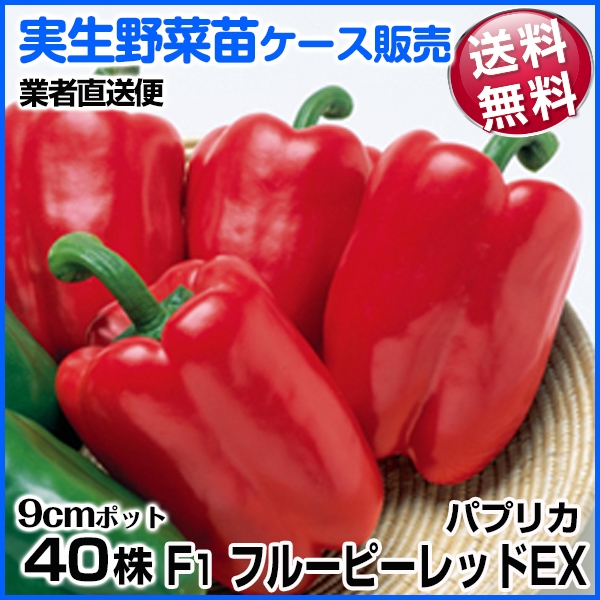 野菜苗ケース販売 パプリカ 実生F1フルーピーレッドEX 6月発送 1ケース(40株) 送料無料 /業者直送便